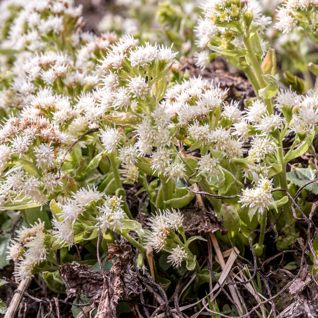 Weiße Pestwurz - Petasites albus