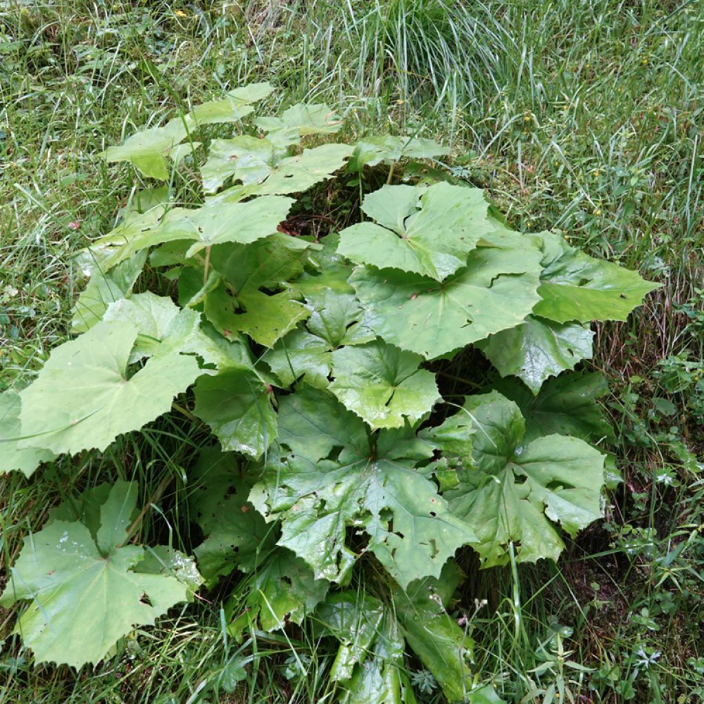 Weiße Pestwurz - Petasites albus