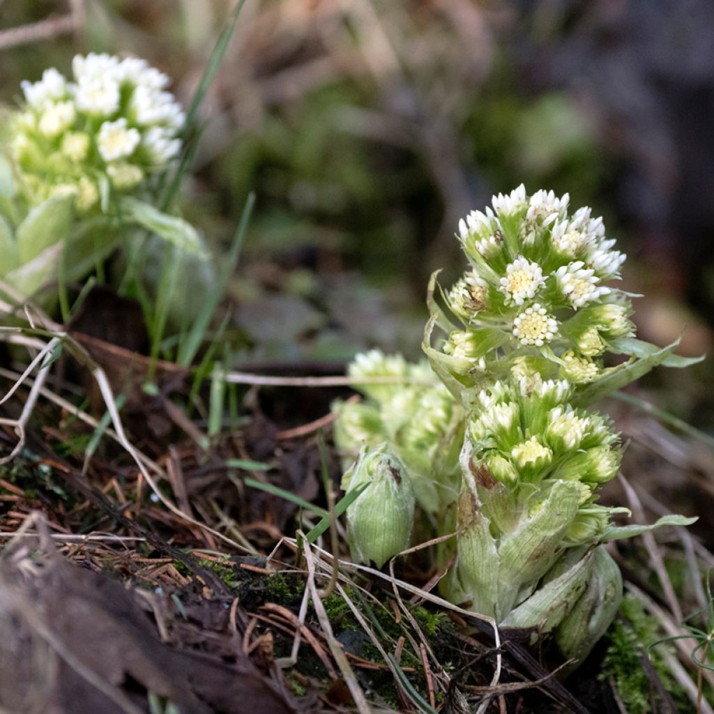 Weiße Pestwurz - Petasites albus