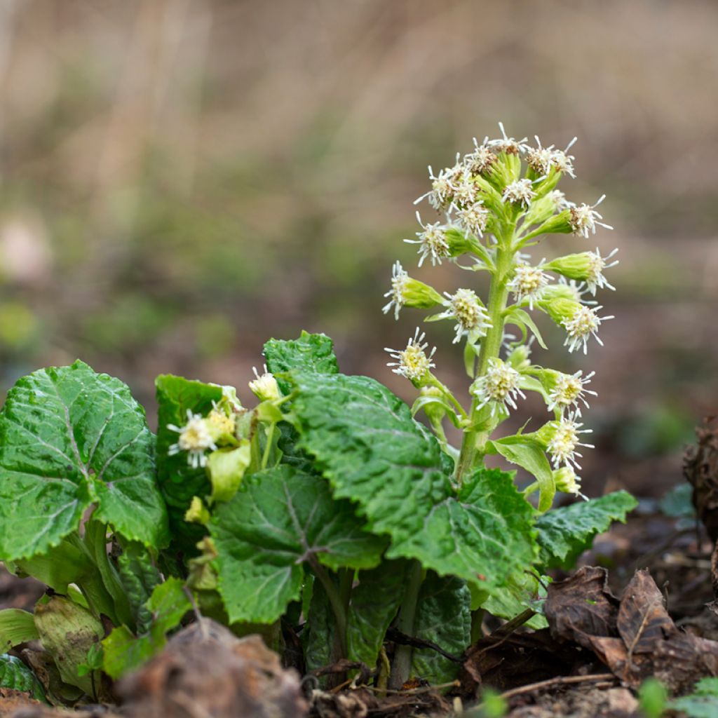 Weiße Pestwurz - Petasites albus