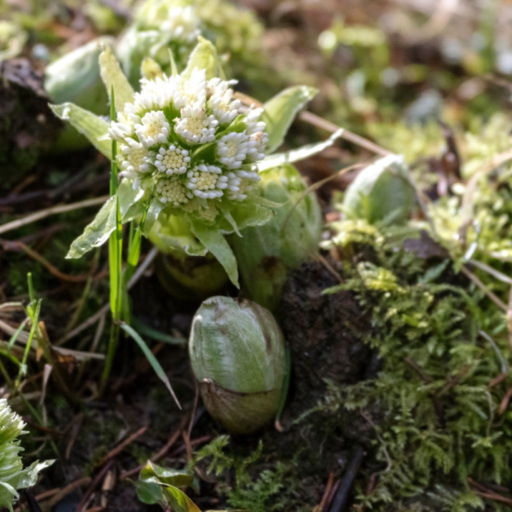 Weiße Pestwurz - Petasites albus