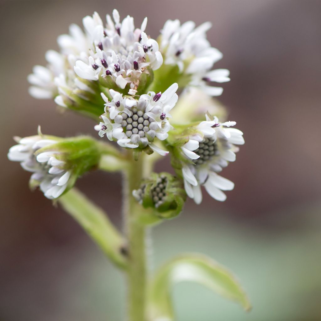 Winterheliotrop - Petasites fragrans