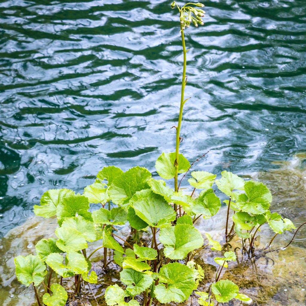 Winterheliotrop - Petasites fragrans