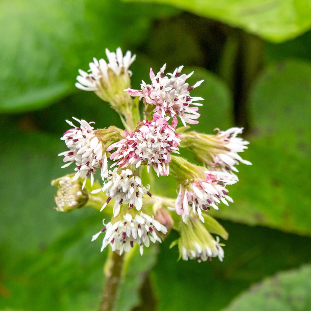 Winterheliotrop - Petasites fragrans