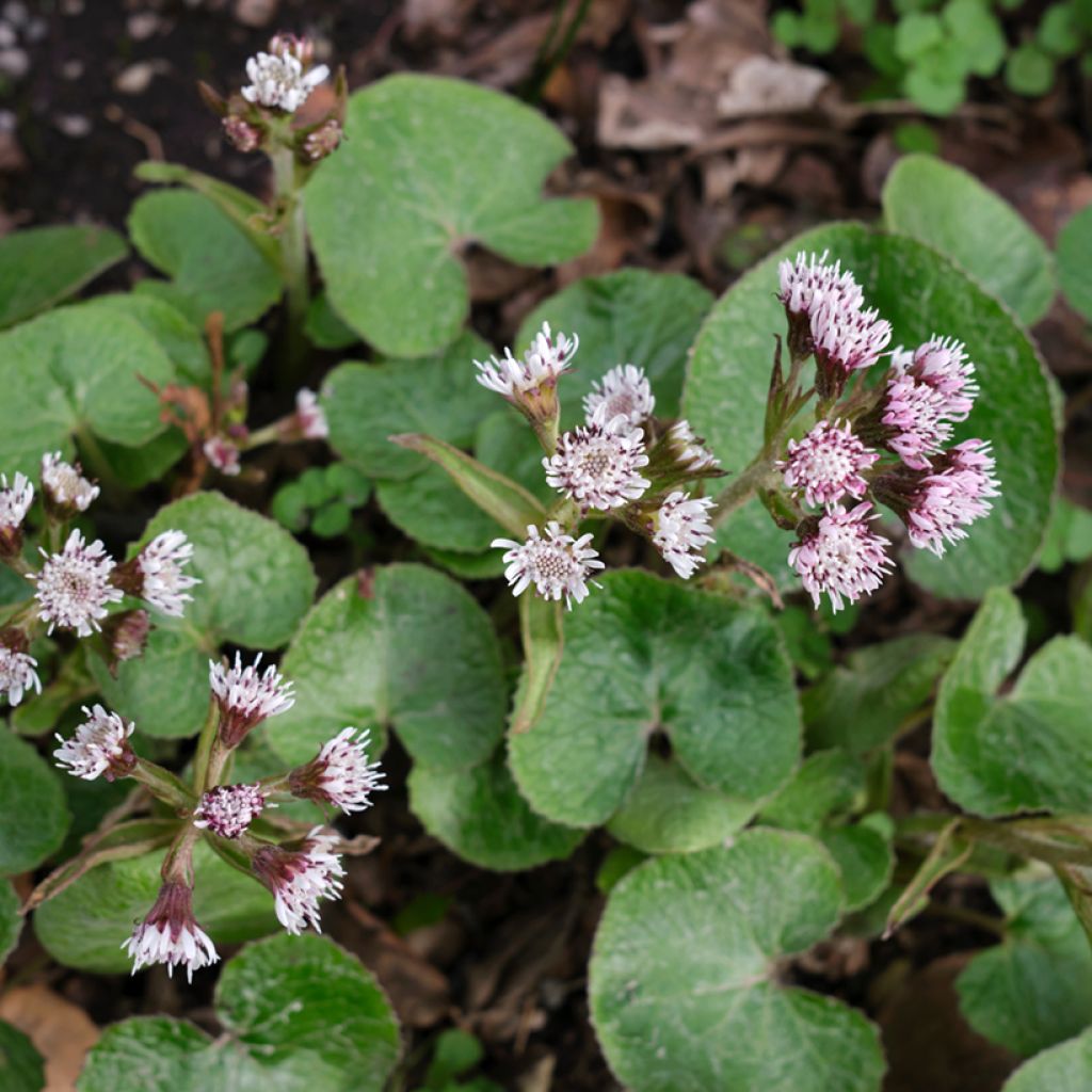 Winterheliotrop - Petasites fragrans