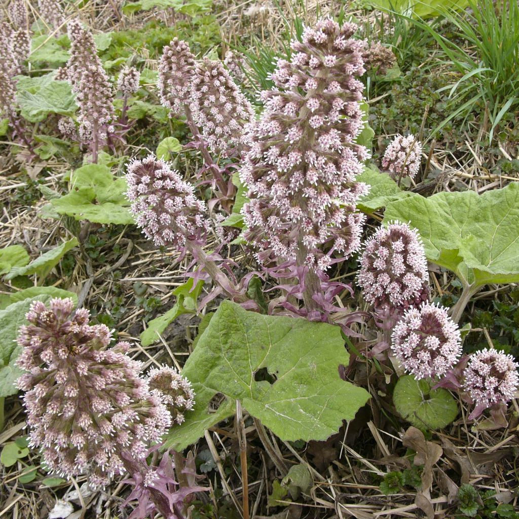 Gewöhnliche Pestwurz - Petasites hybridus