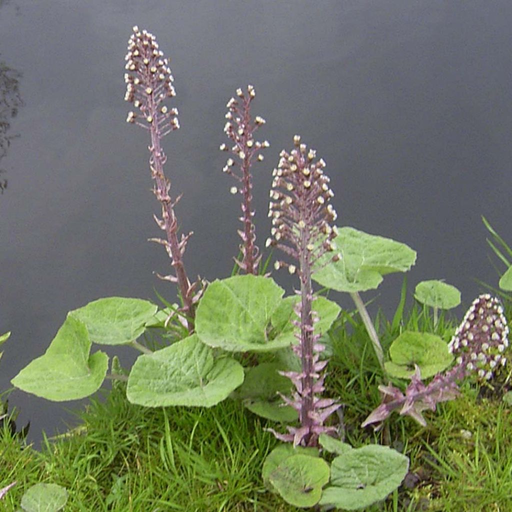 Gewöhnliche Pestwurz - Petasites hybridus