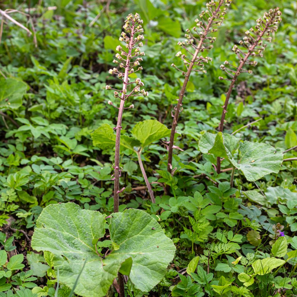 Gewöhnliche Pestwurz - Petasites hybridus