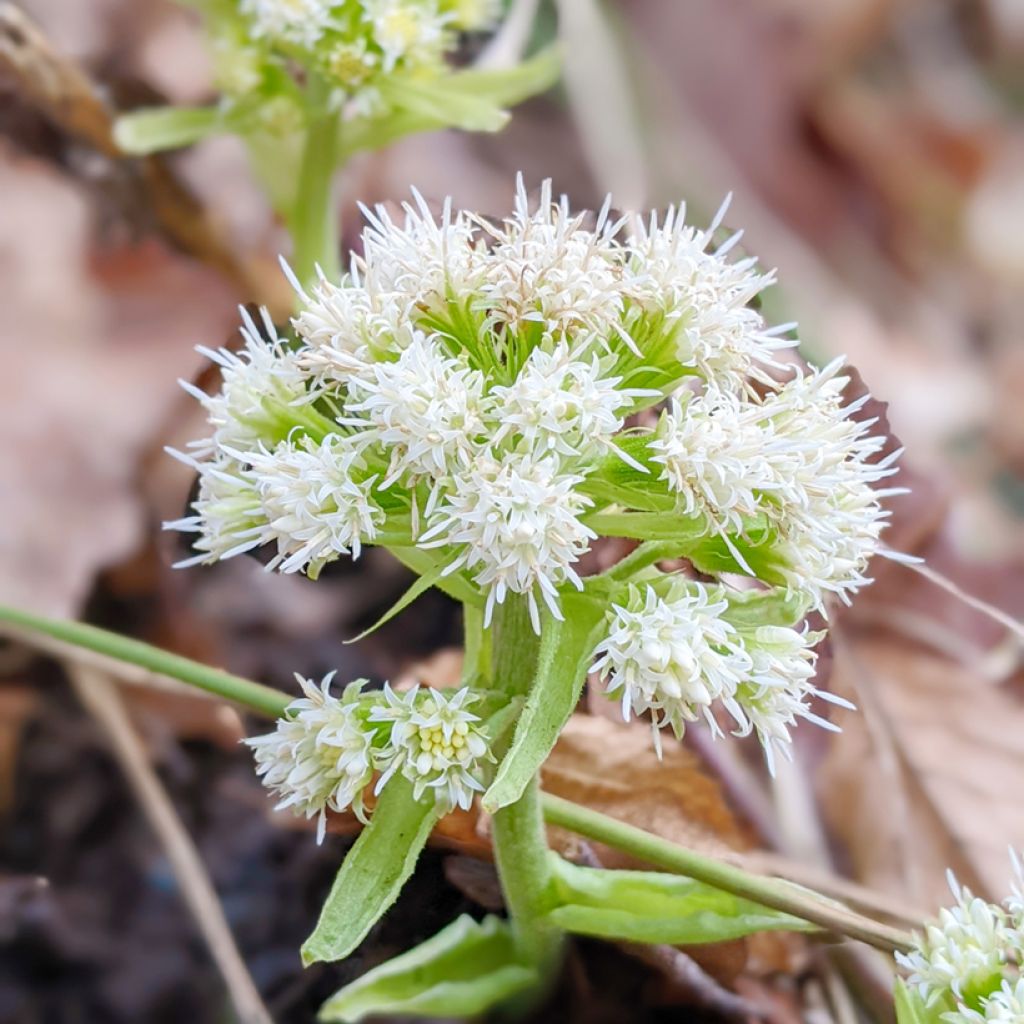 Gewöhnliche Pestwurz - Petasites hybridus