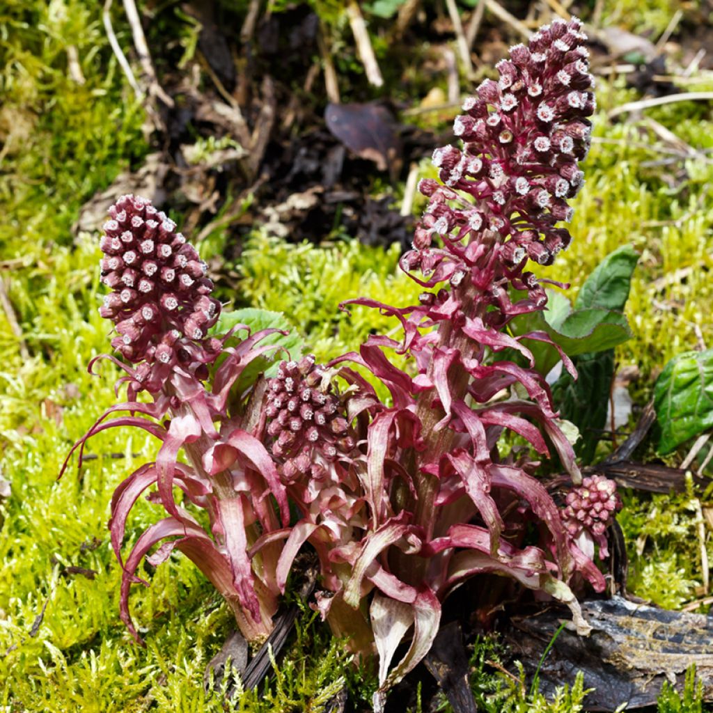 Gewöhnliche Pestwurz - Petasites hybridus