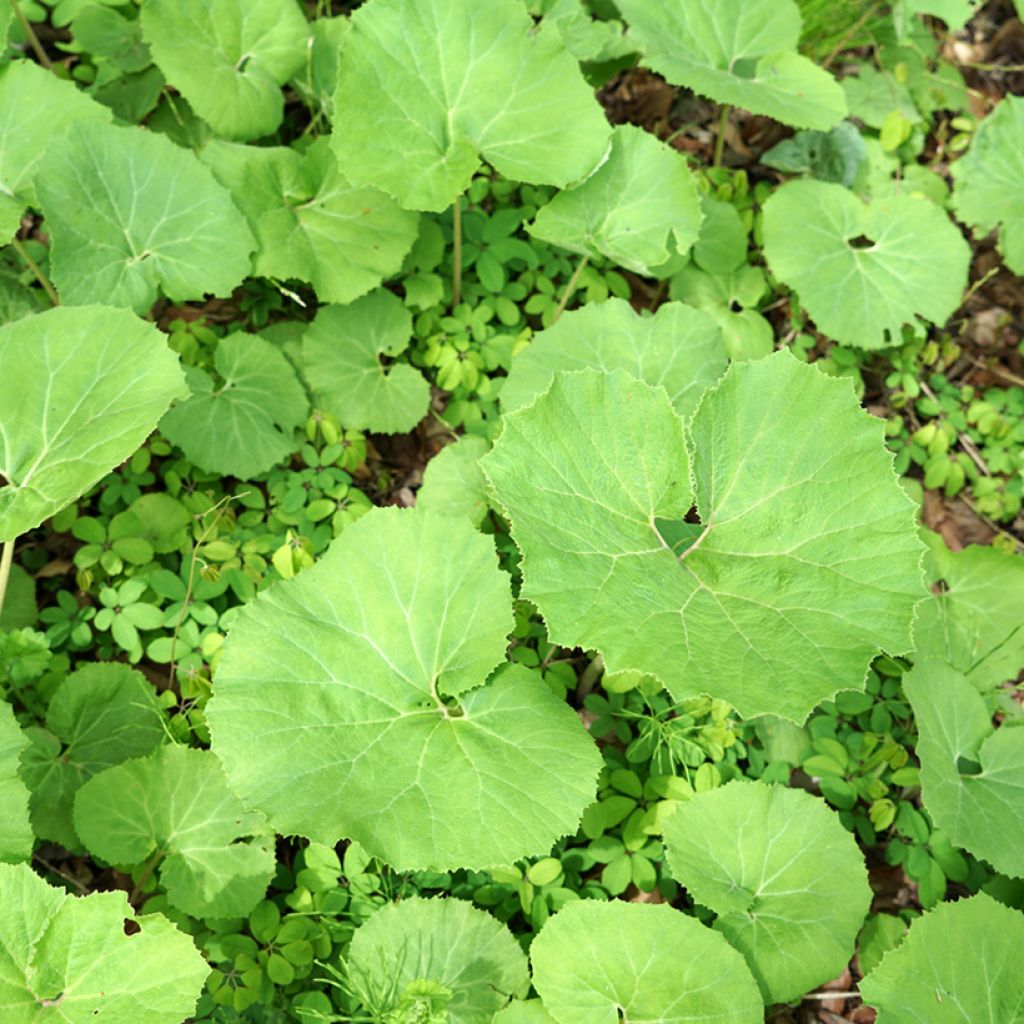 Gewöhnliche Pestwurz - Petasites hybridus