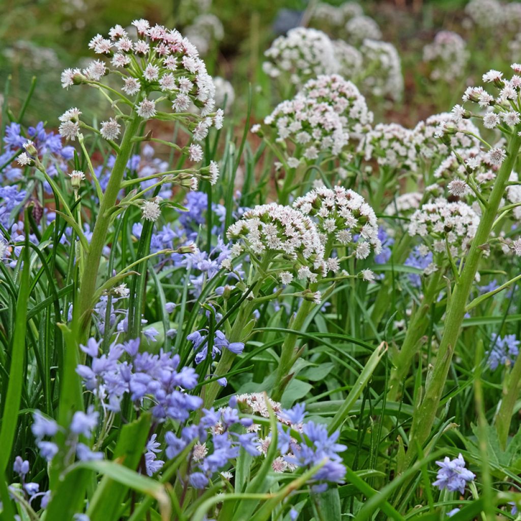 Gewöhnliche Pestwurz - Petasites hybridus