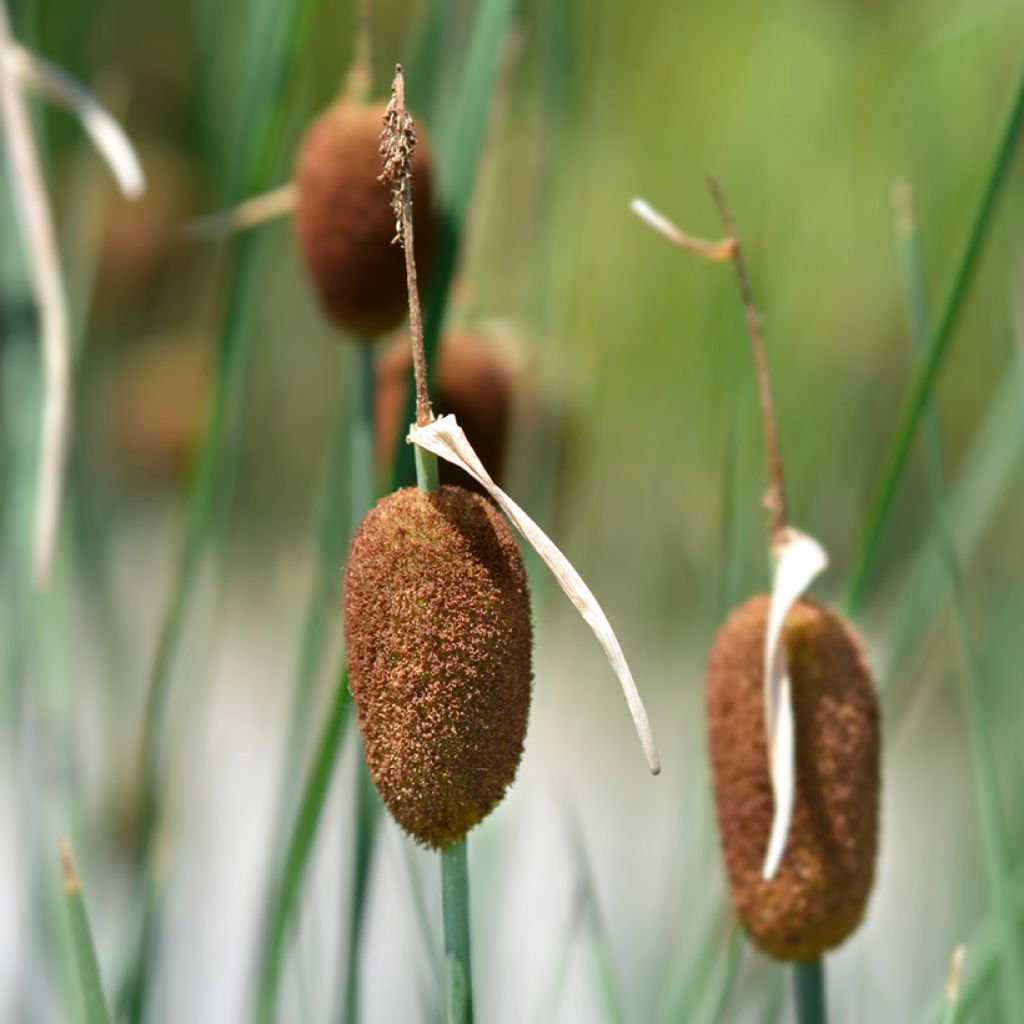 Typha minima - Zwerg-Rohrkolben