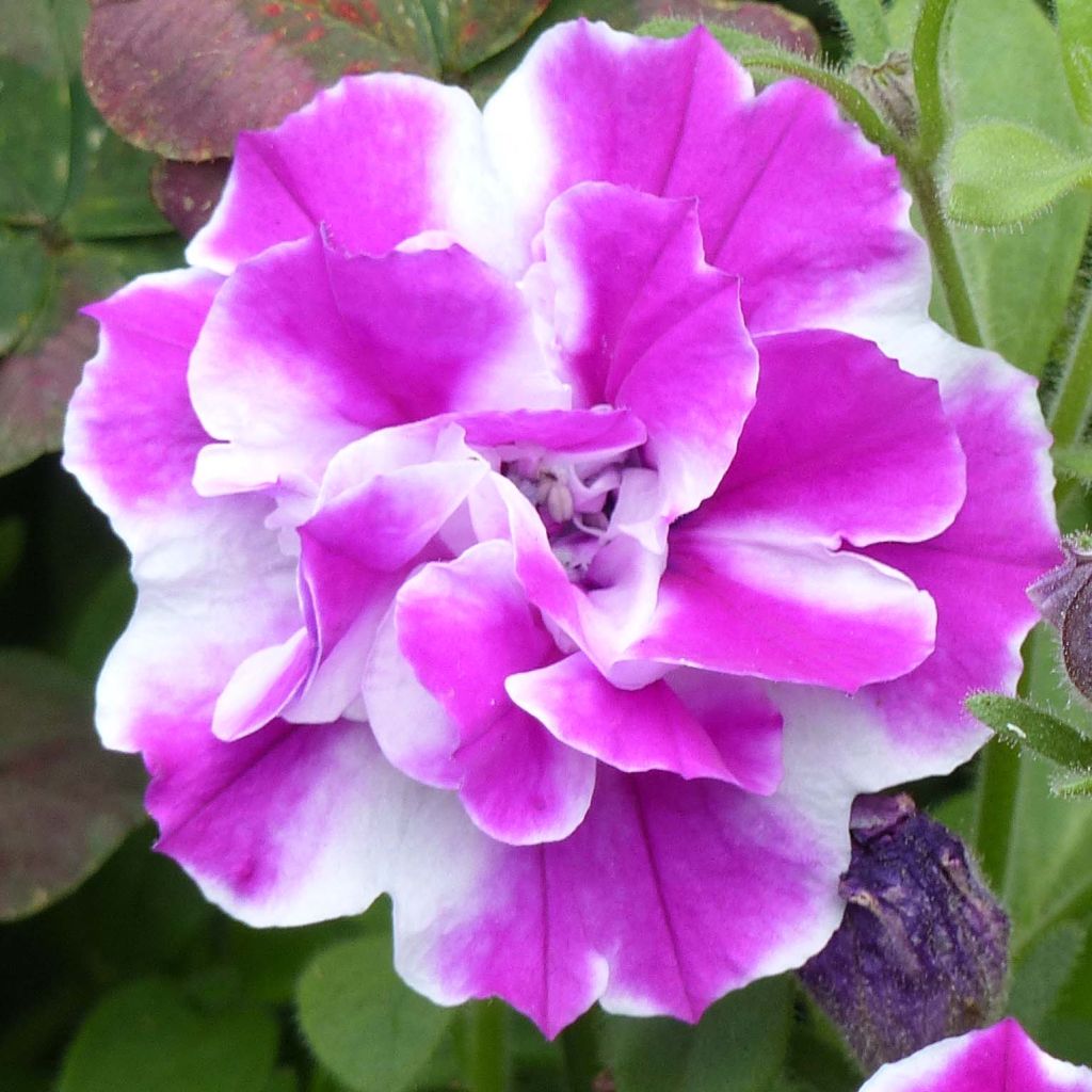 Petunia Amarena Twist