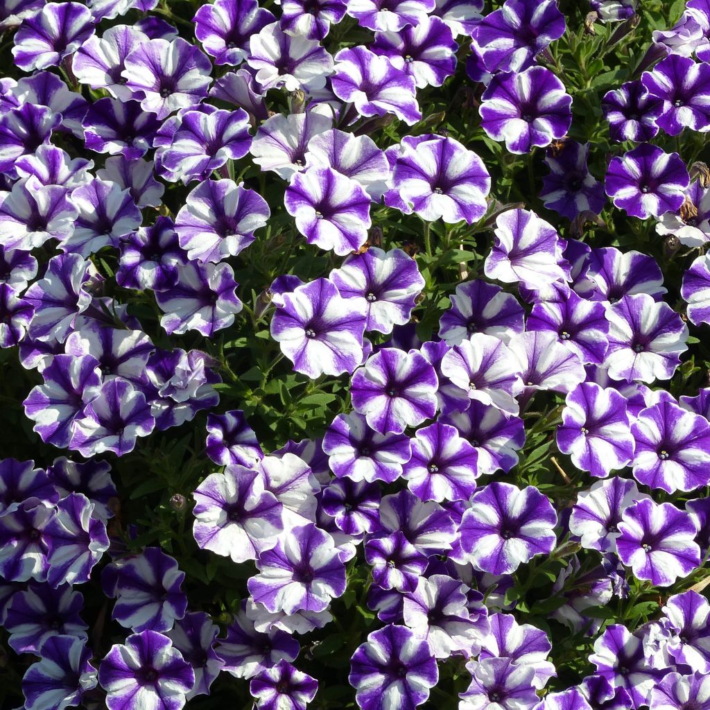 Petunia Bluberry Star