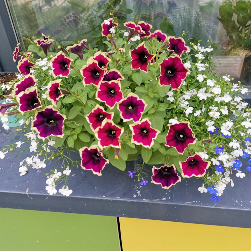 Petunia Cascadias Rim Magenta