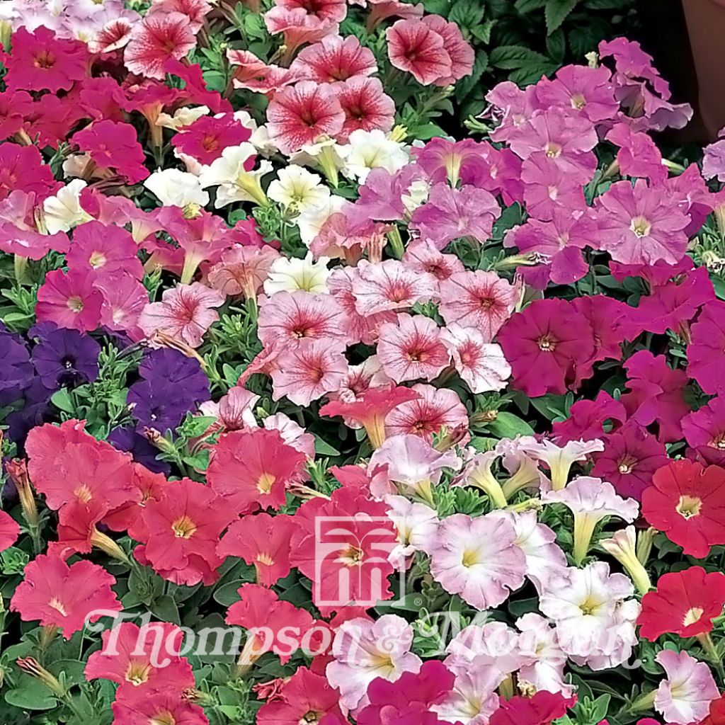 Petunia Fantasy (Samen)