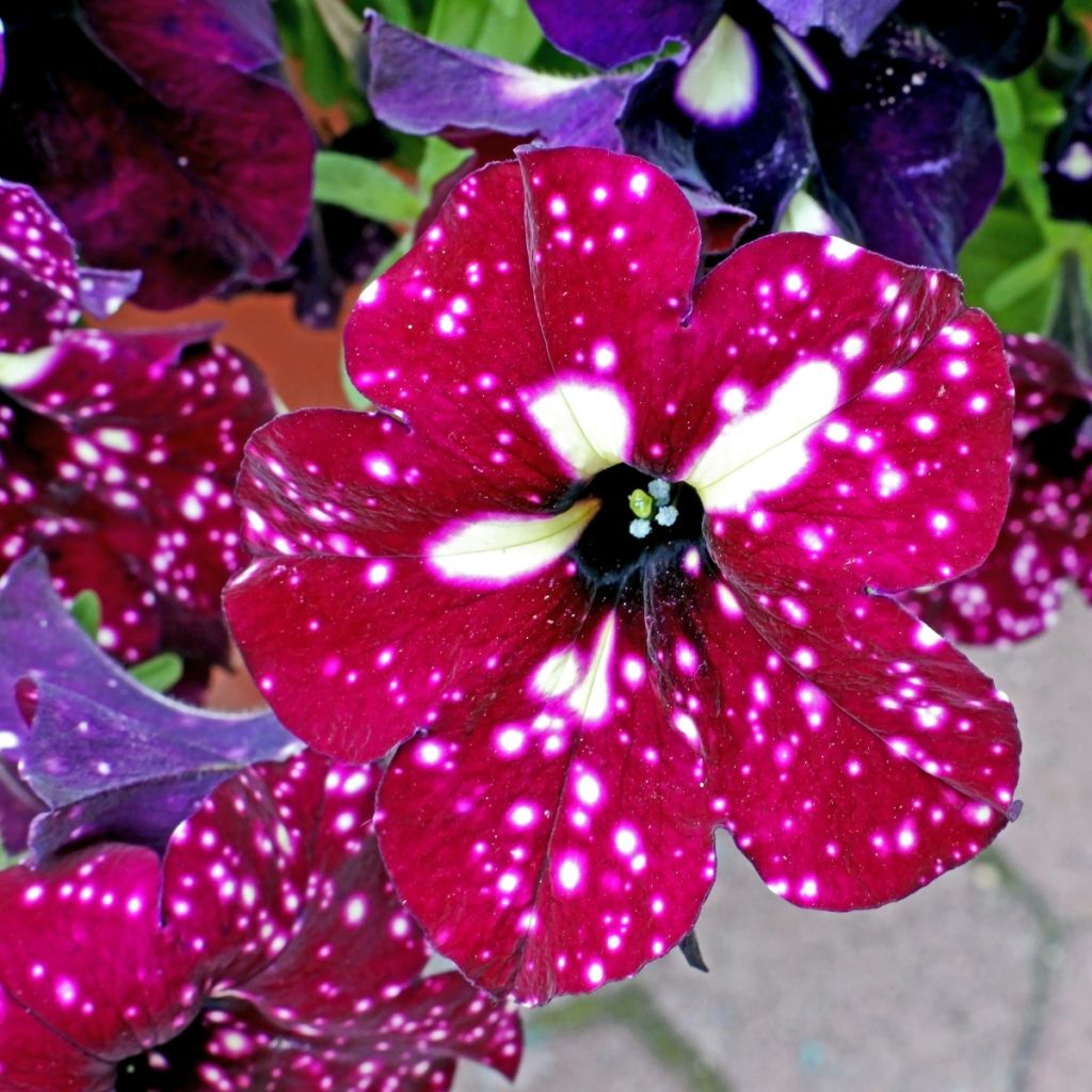 Petunia Lightning Sky