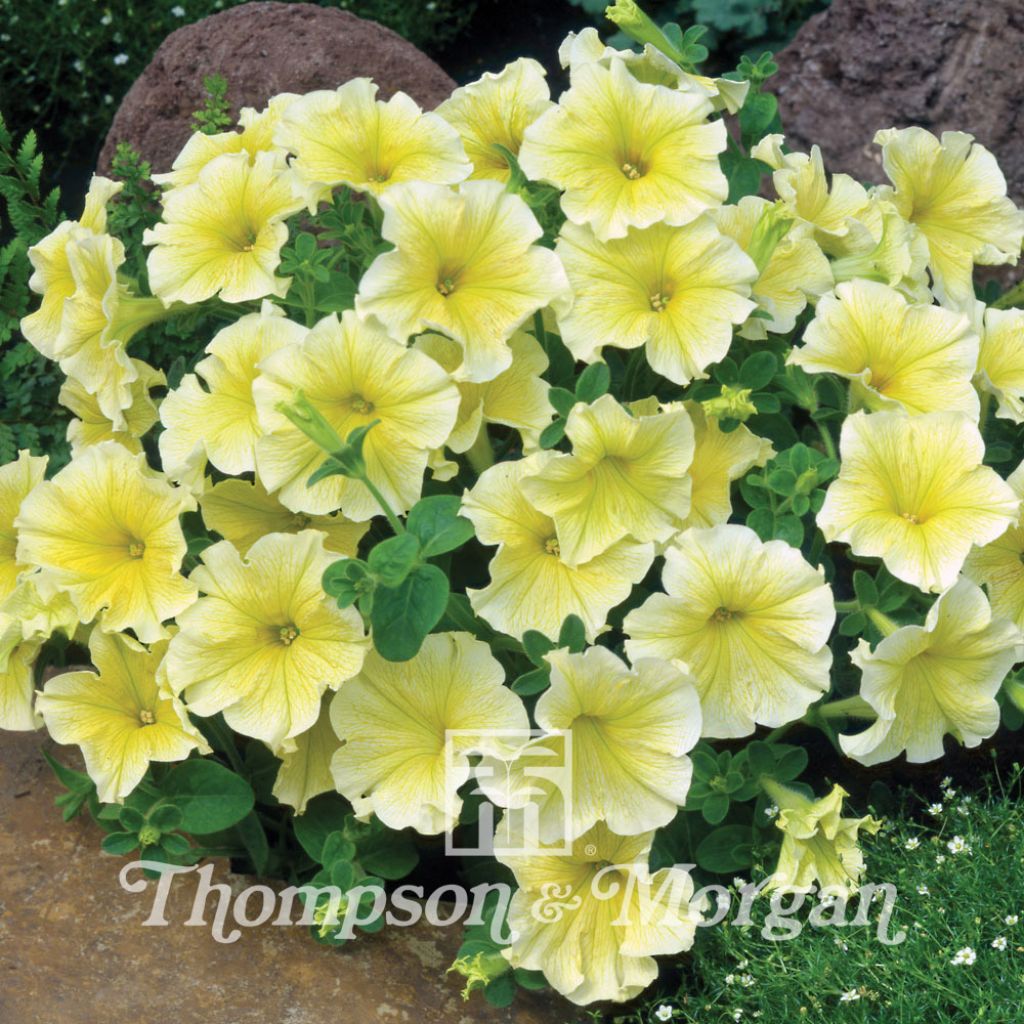 Petunia Limoncello (Samen)