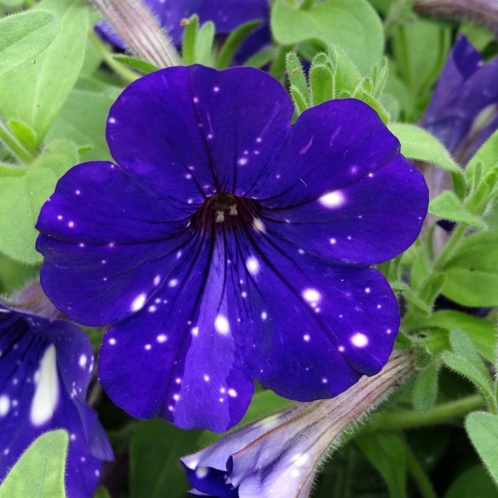 Petunia Night Sky