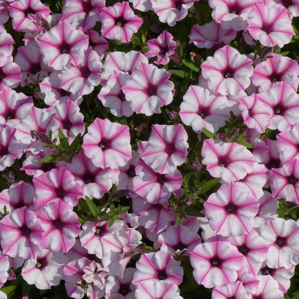 Petunia Pink Star