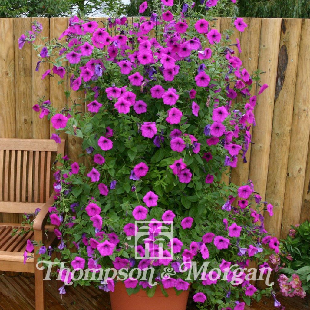 Petunia Purple Tower (Samen)