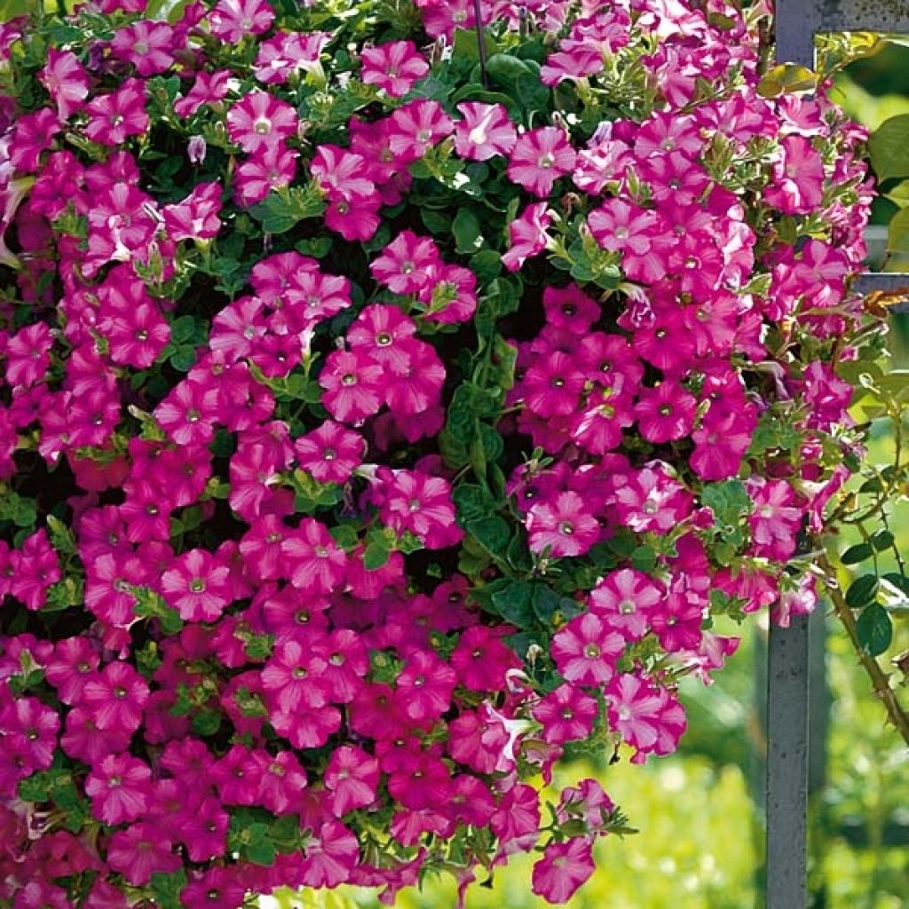 Petunia Supertunia Raspberry Blast