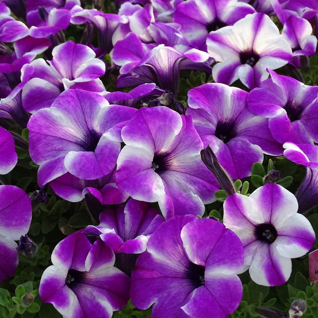 Petunia Red Carpet Orchid Frost