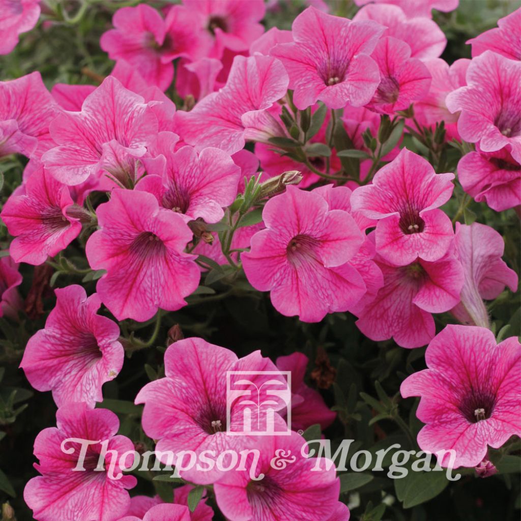 Petunia Rose Vein Velvet (Samen)