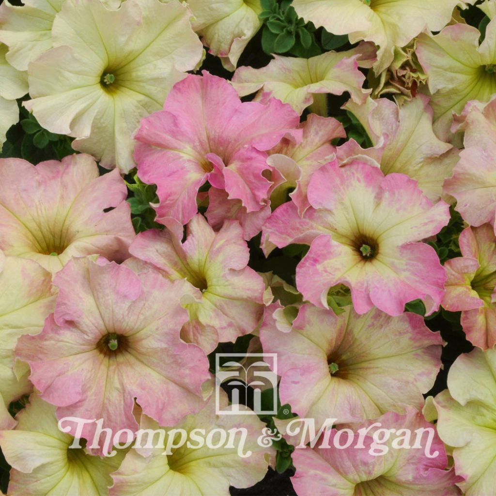 Petunia Antique Shades (Samen)