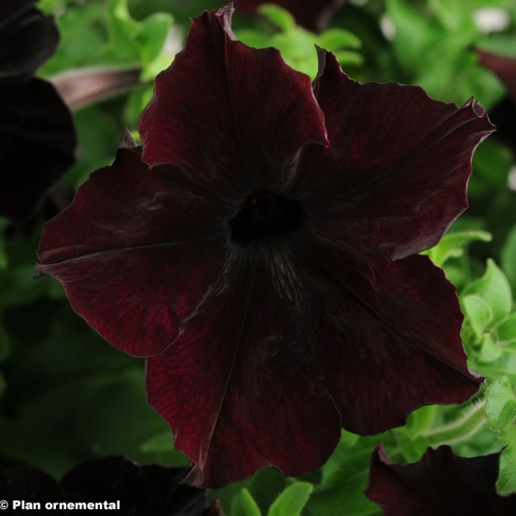 Petunia Sophistica Blackberry