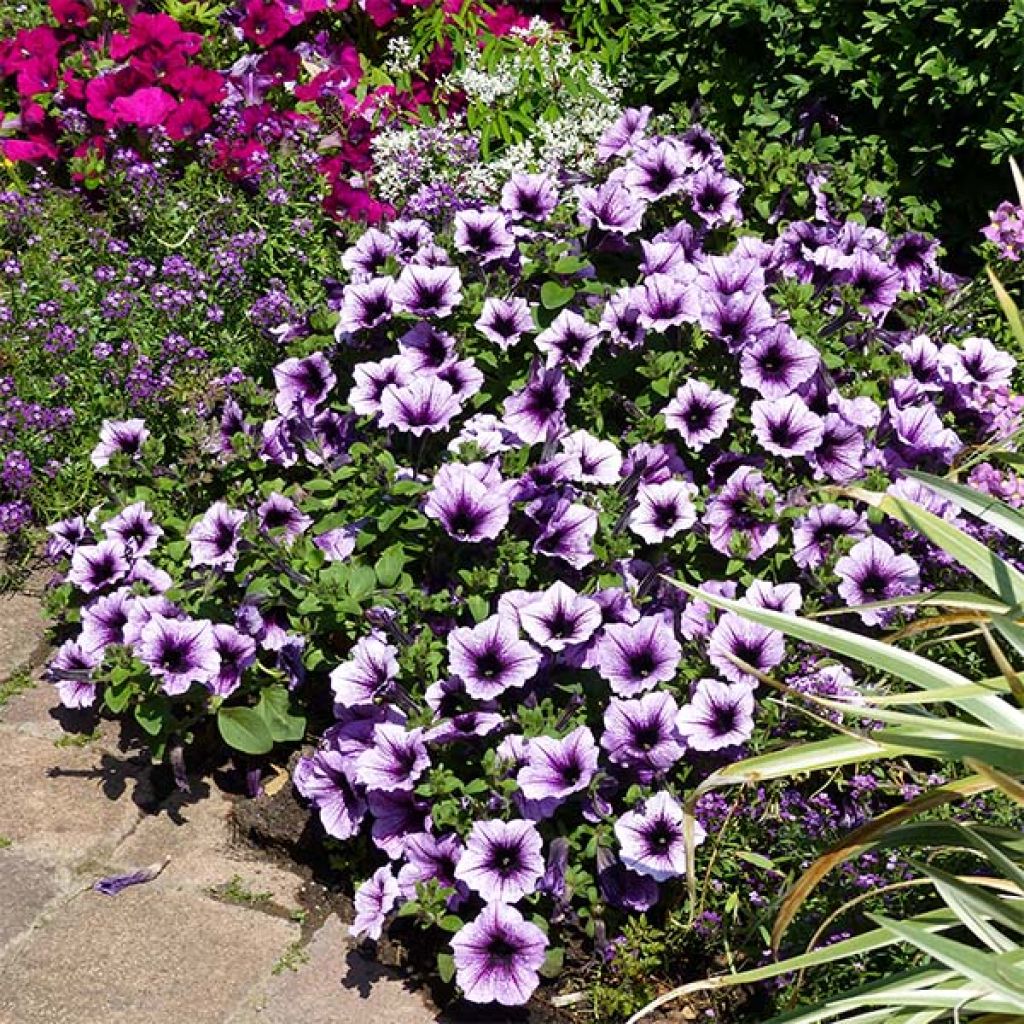 Pétunia Supertunia Bordeaux