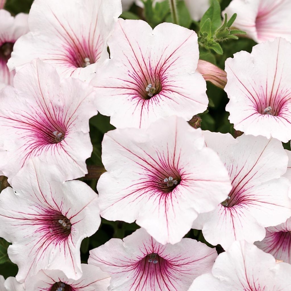 Petunia Supertunia Vista Silverberry