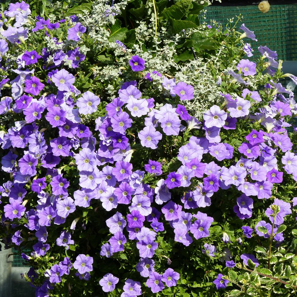 Petunia surfinia Sky Blue