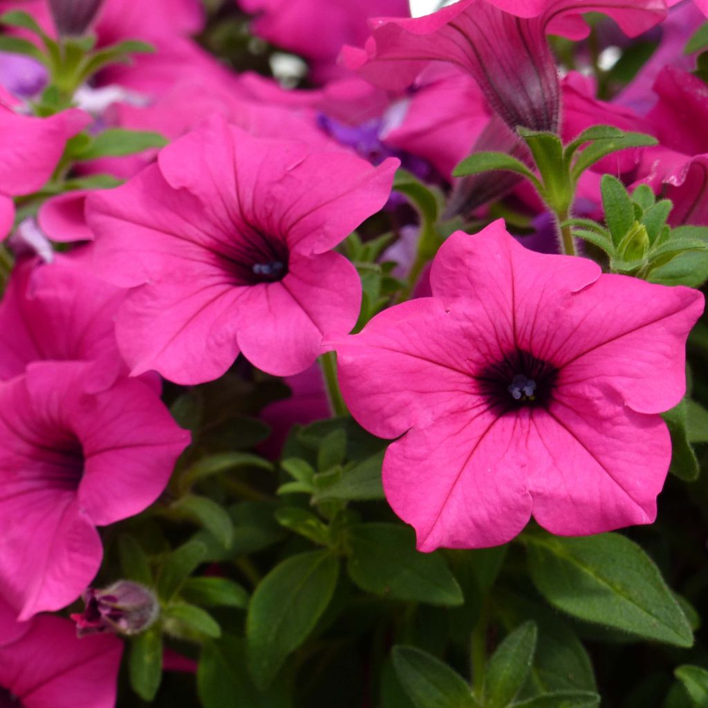 Petunia surfinia Sumo Rose