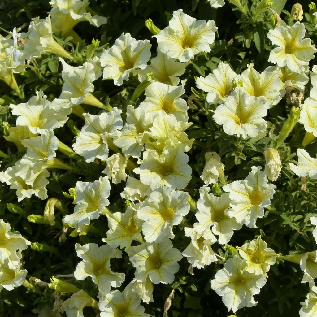 Petunia surfinia Yellow