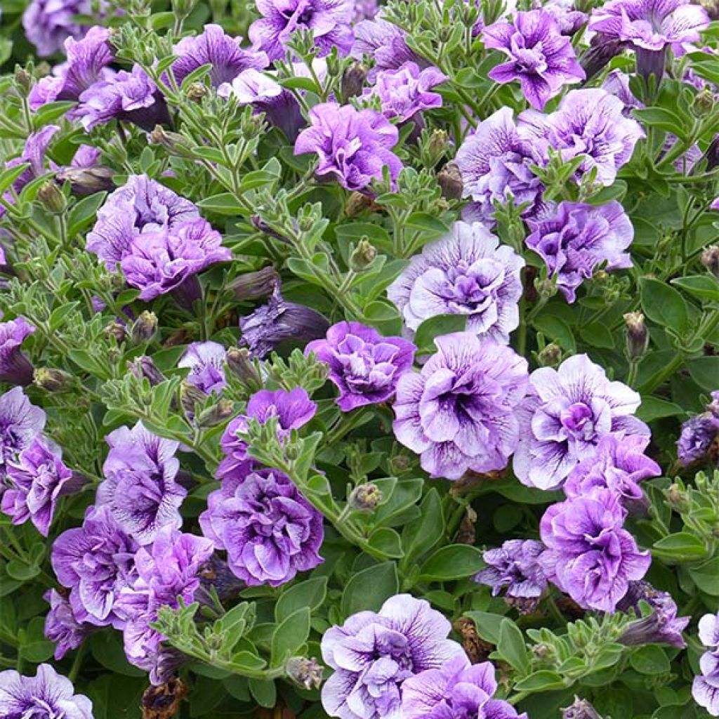 Petunia Tumbelina Priscilla - Pétunia retombant double lavande