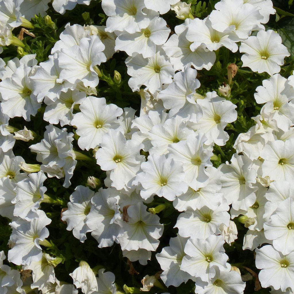 Petunia Véranda White - Pétunia hybride blanc