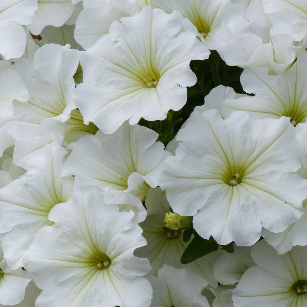 Petunia Véranda White - Pétunia hybride blanc