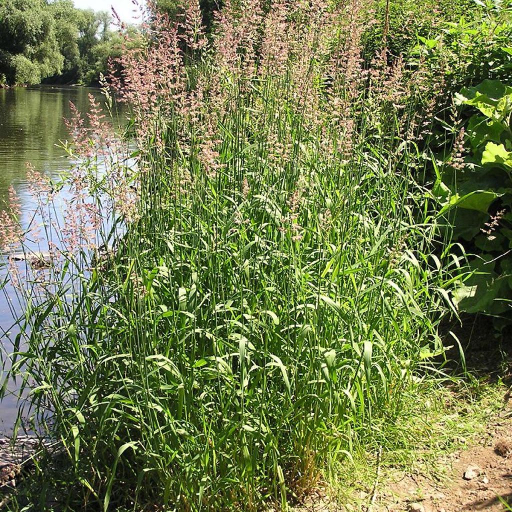 Phalaris arundinaceae - Rohr-Glanzgras