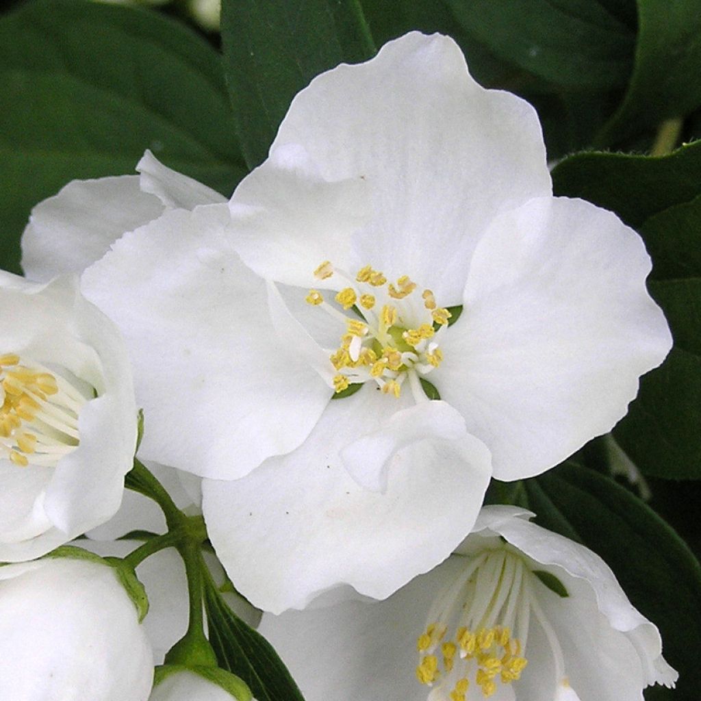 Pfeifenstrauch Bouquet Blanc - Philadelphus persica