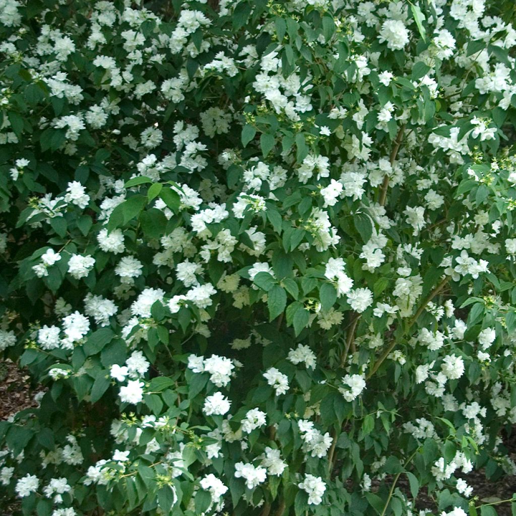 Pfeifenstrauch Bouquet Blanc - Philadelphus persica