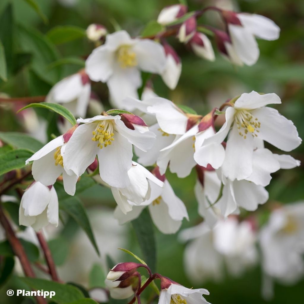 Pfeifenstrauch Dainty Lady - Philadelphus