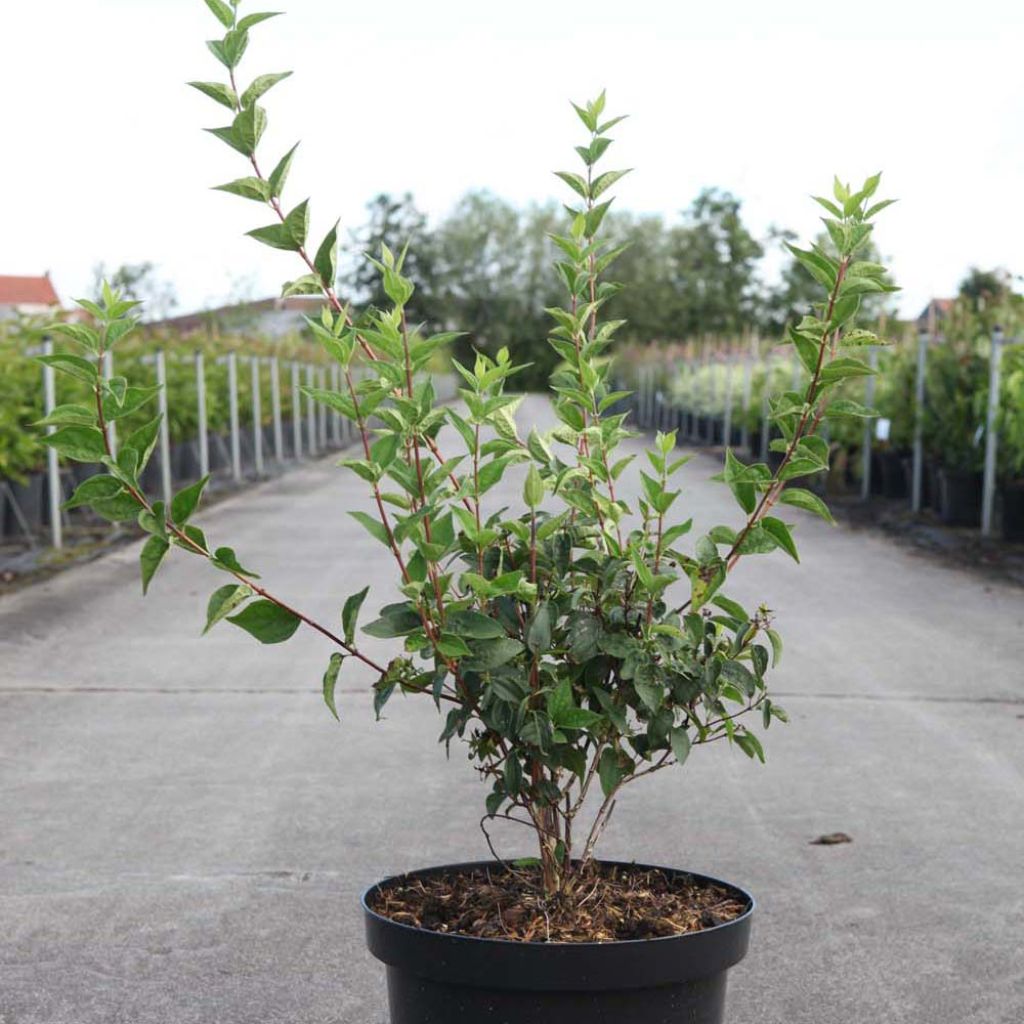 Pfeifenstrauch Dame Blanche - Philadelphus