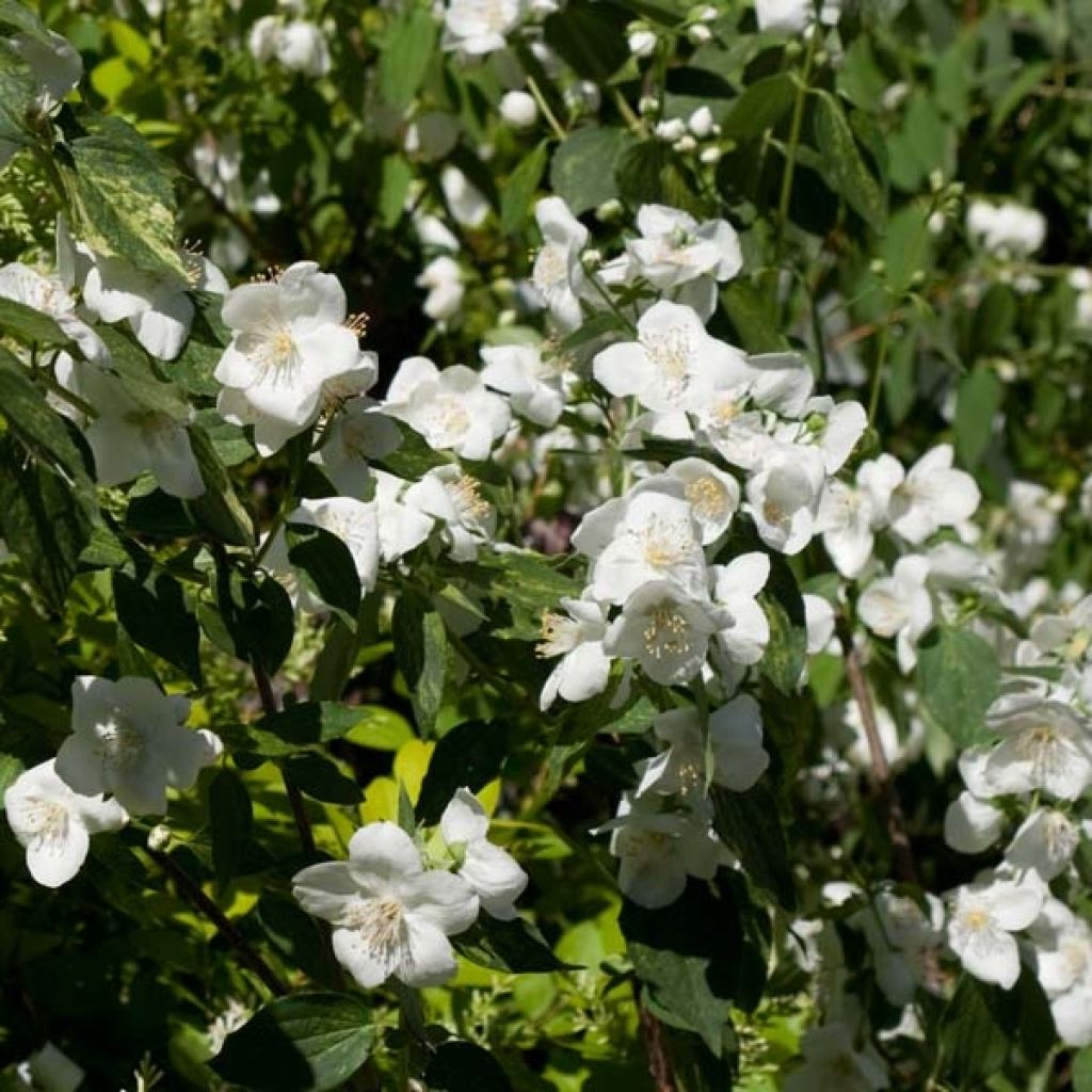 Seringat des jardins - Philadelphus Innocence