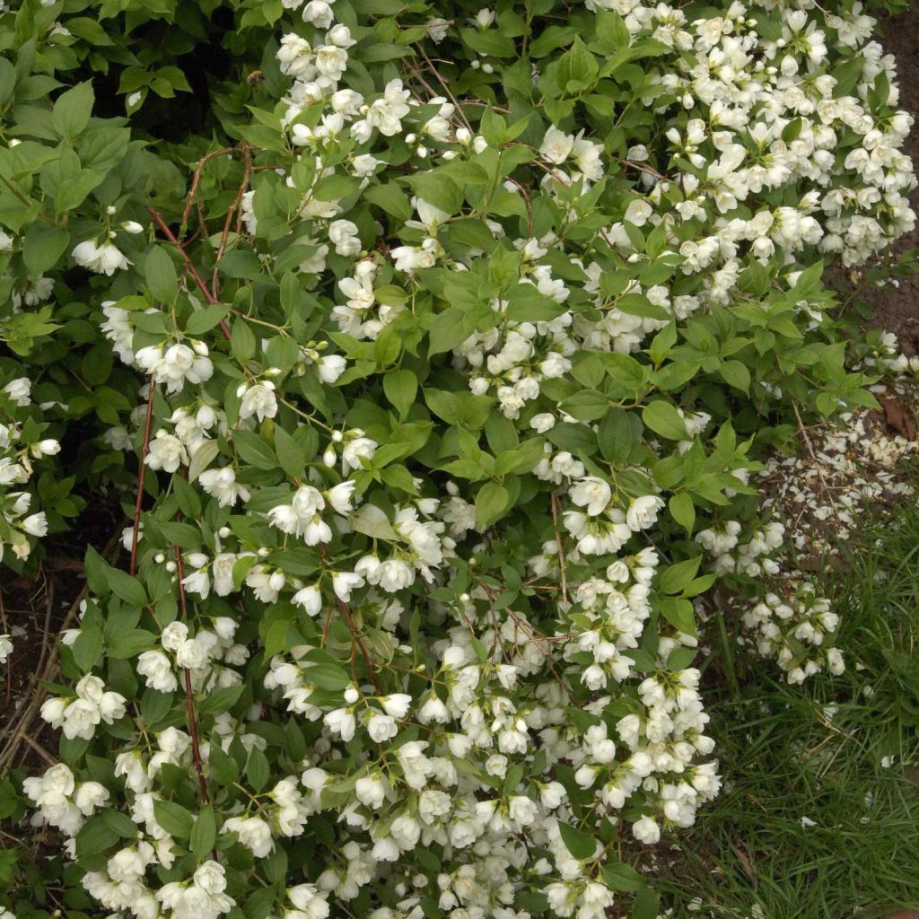 Lemoines Pfeifenstrauch Manteau d'Hermine - Philadelphus lemoinei