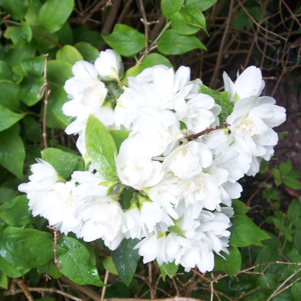 Philadelphus Manteau d'Hermine - Seringat.