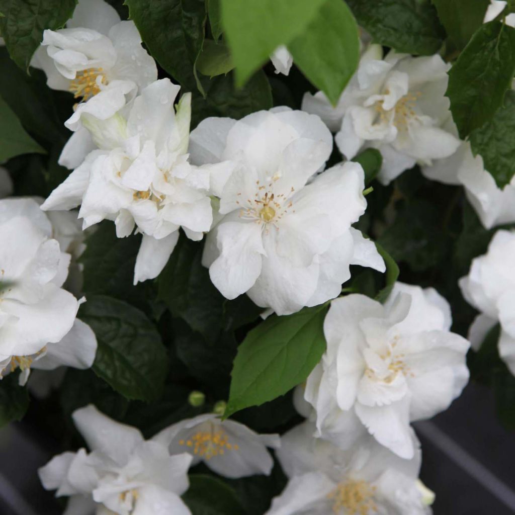 Gefüllter Gartenjasmin Natchez - Philadelphus virginalis