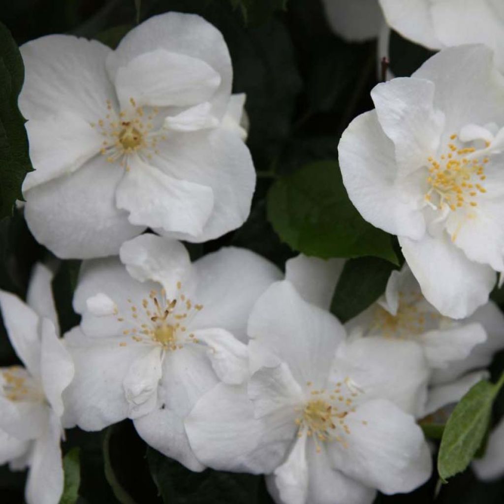 Philadelphus Natchez - Seringat