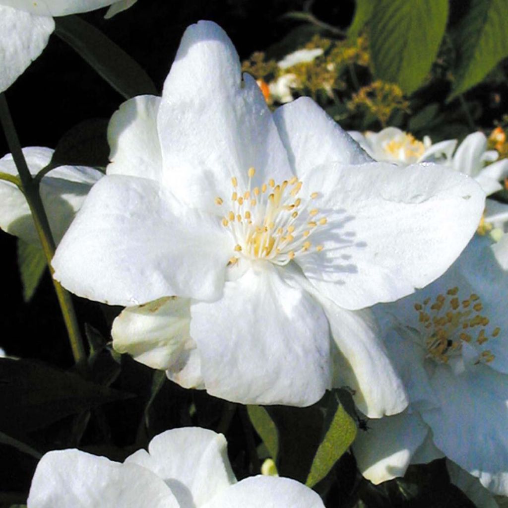 Philadelphus Natchez - Seringat